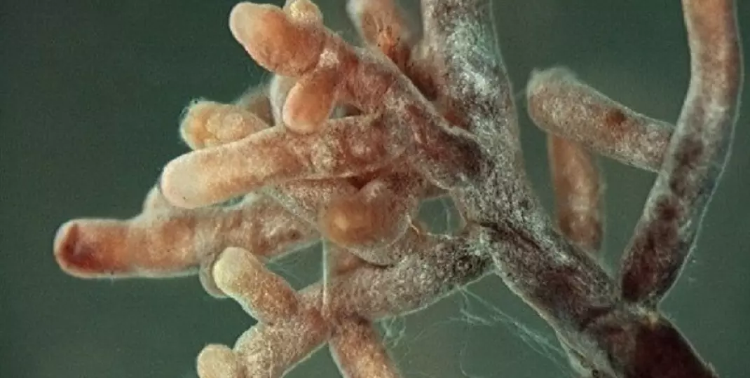 Mikoryza: naturalna szczepionka roślin